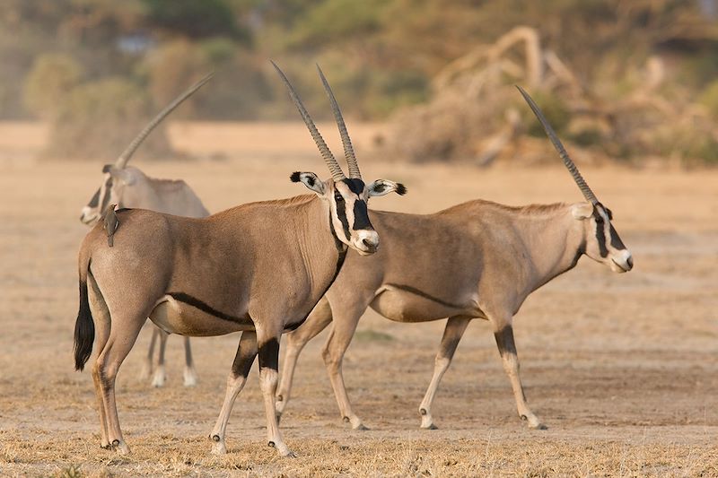 Envolée littéraire en Afrique de l'Est...