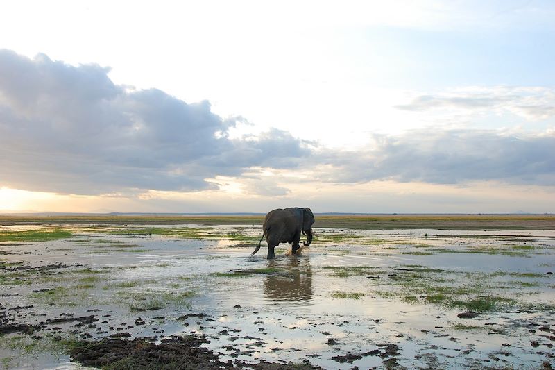 Éléphant dans le parc national d'Amboseli - Kenya
