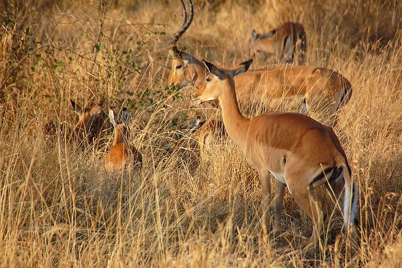 Envolée littéraire en Afrique de l'Est...