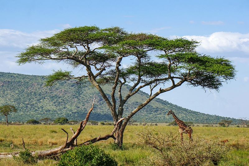 Girafe sous un acacia dans le parc du Serengeti - Tanzanie