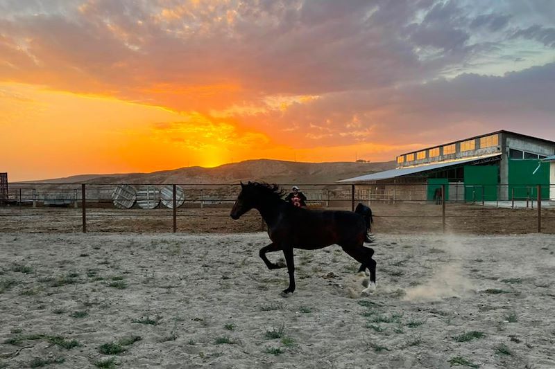 Chevaux à l'Eco-Ranch - Kirghzistan