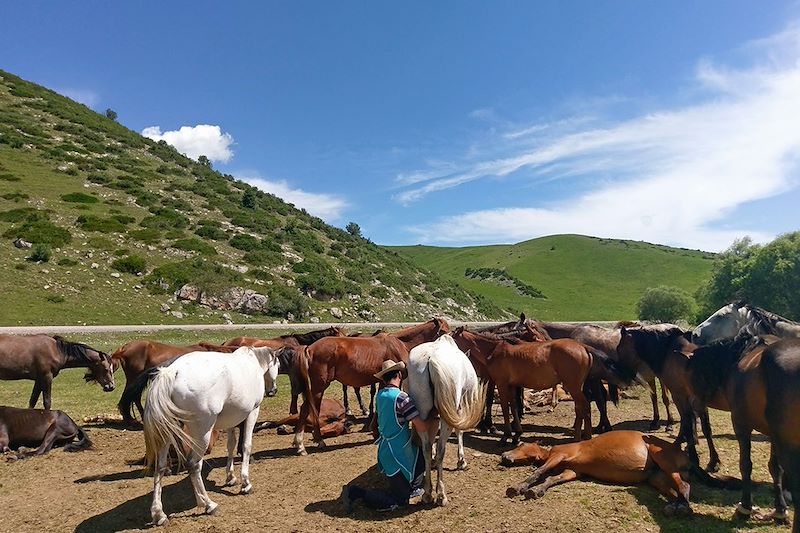 Élevage sur la route entre Karkyra et Karakol - Kirghizistan