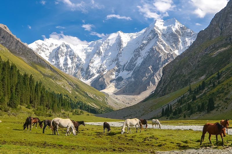 Chevaux dans le parc national de Karakol - Kirghizistan