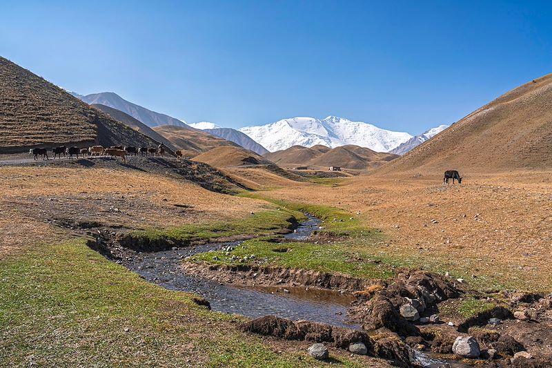 Sary Mogol avec le pic Lénine en arrière-plan - Kirghizistan