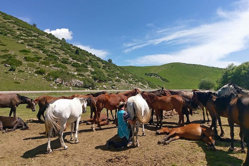 Élevage sur la route entre Karkyra et Karakol - Kirghizistan
