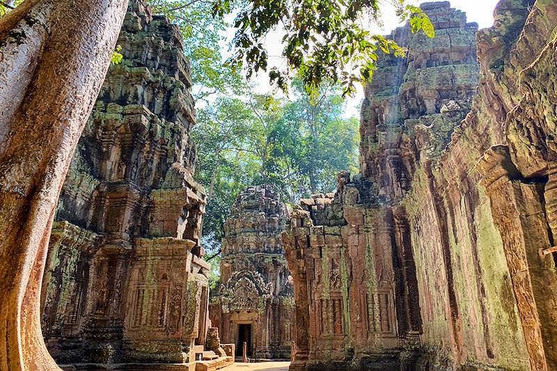 Ta Prohm - Angkor - Cambodge