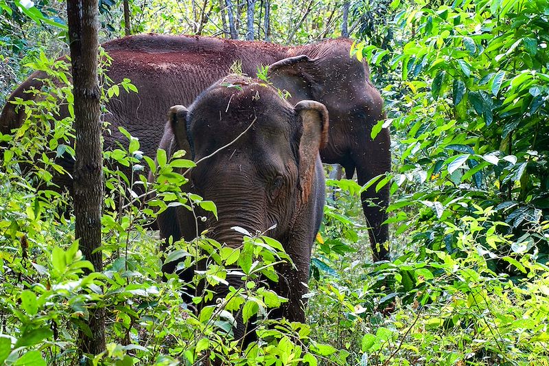 Eléphants - Sen Monorom - Cambodge