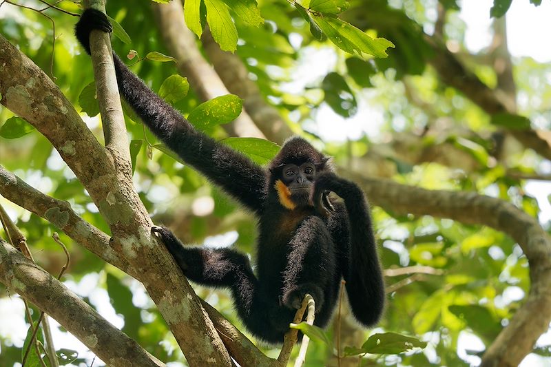 Gibbons à joues jaunes - Cambodge