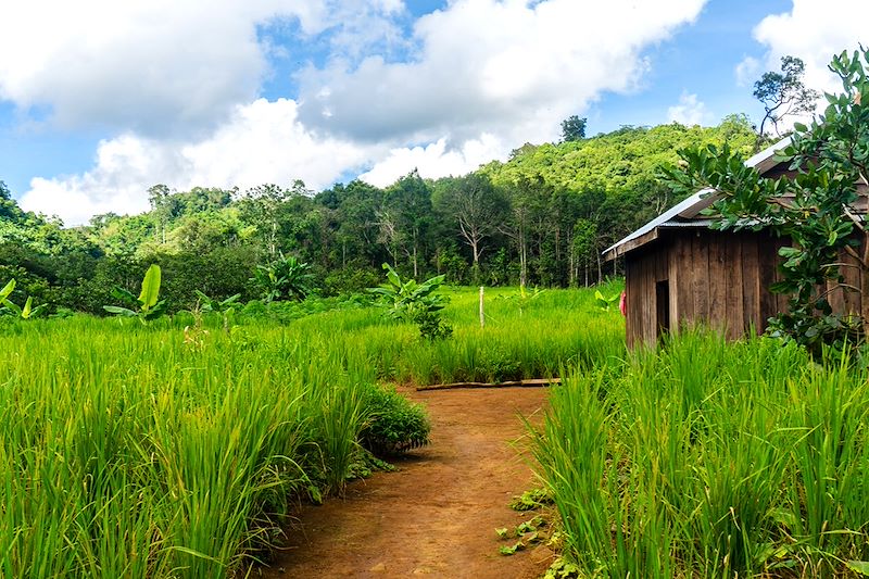 Paysage du Mondulkiri - Cambodge