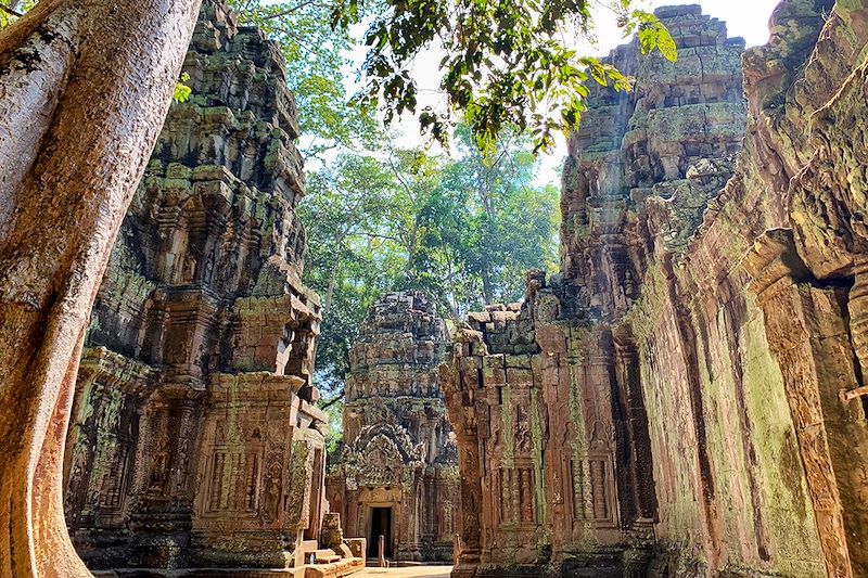 Ta Prohm - Angkor - Cambodge