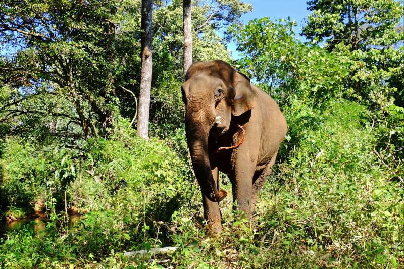 Eléphant dans la province de Mondol Kiri - Cambodge