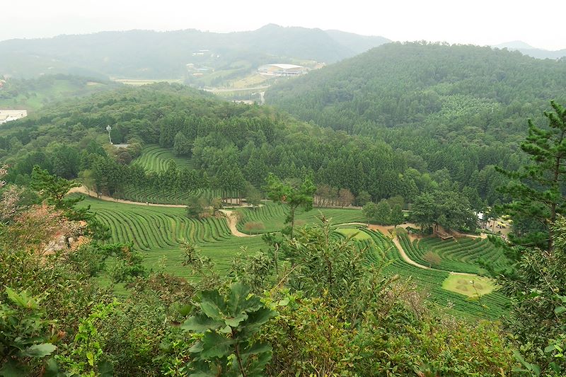 Plantations de thé de Boseong - Corée du Sud