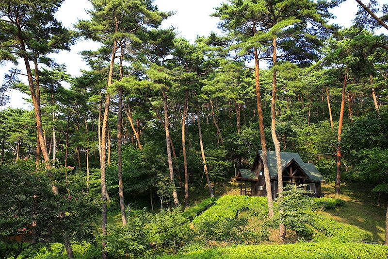 Forêt récréative d’Anmyeondo - Île Anmyeondo - Corée du Sud