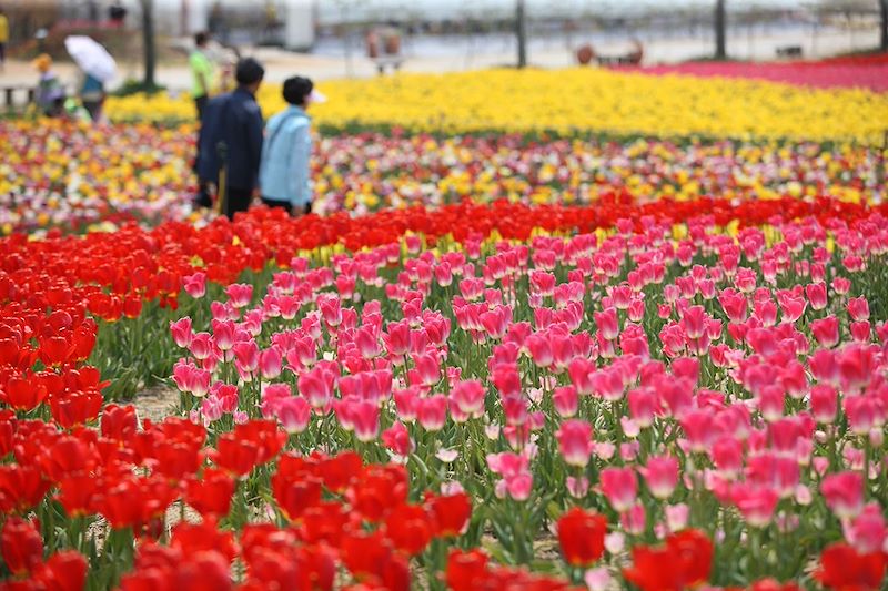 Taean Tulip Festival - District de Taean - Corée du Sud