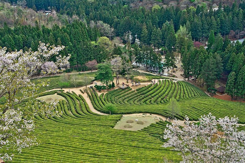 Vastes champs de thé vert à Boseong - Corée du Sud 
