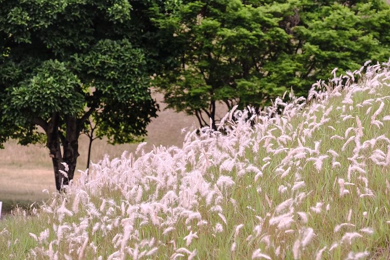 Parc des Tumulis - Gyeongju - Corée du Sud