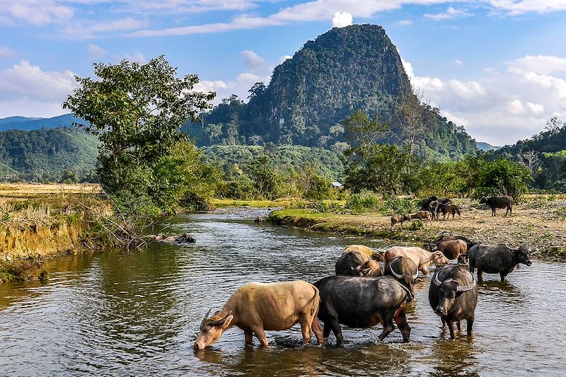 Buffles à Muang Ngoi - Province de Luang Prabang - Laos