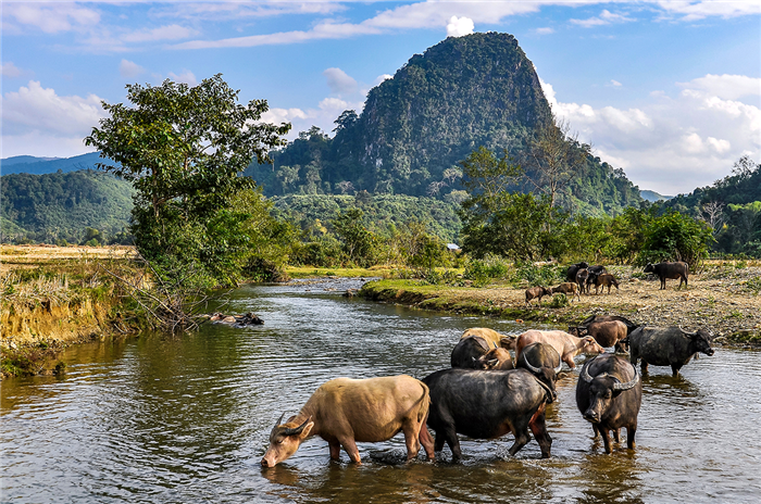 Buffles à Muang Ngoi - Province de Luang Prabang - Laos