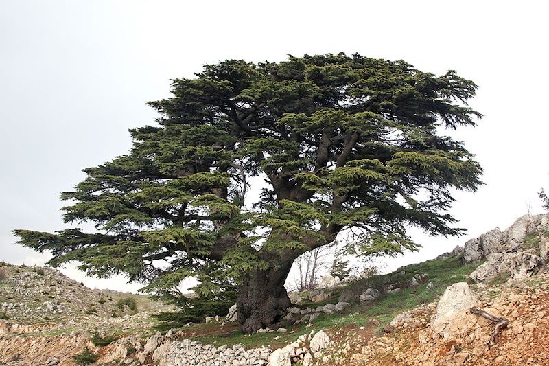 Cèdre dans la réserve naturelle du Chouf - District du Chouf - Liban