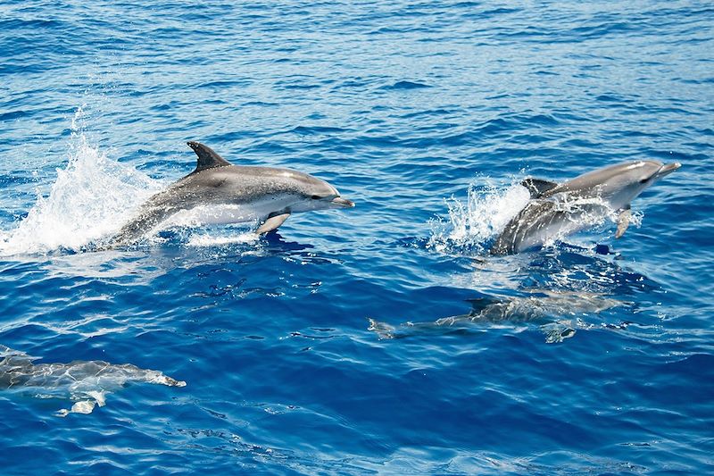 Dauphins tachetés pantropicaux