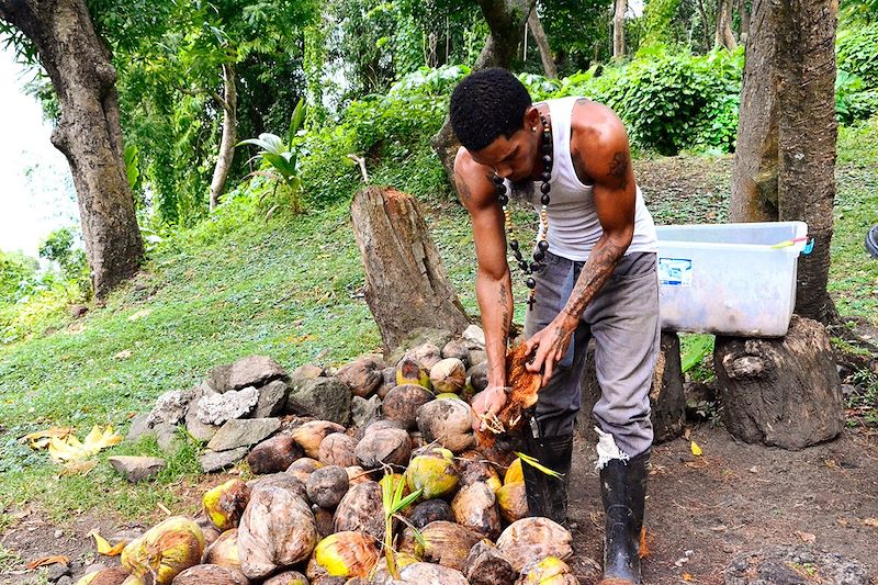 Visite d'une plantation à Morne Coubaril - Sainte-Lucie