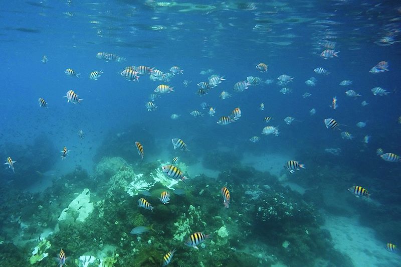 Fonds marins à Sainte-Lucie