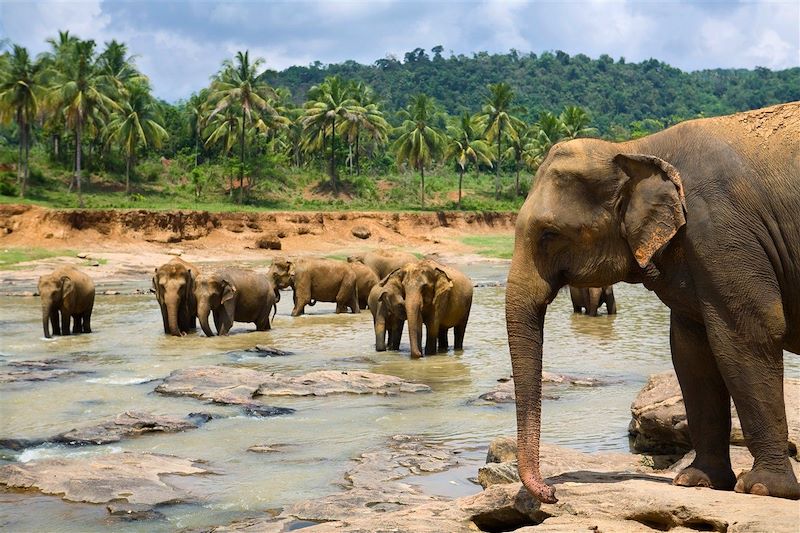 Éléphants - Sri Lanka