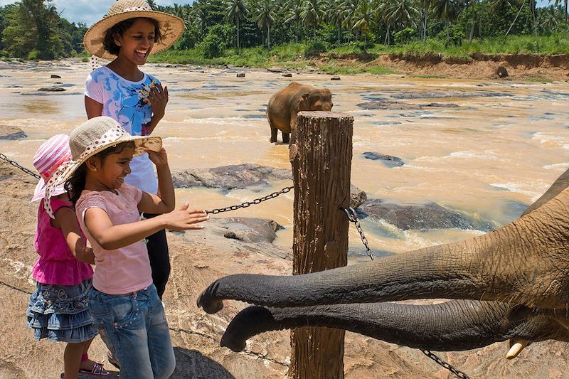 Rencontre avec les éléphants de l'orphelinat de Pinnawela - Sri Lanka