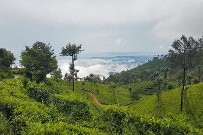 L'ascension de l'Adam's Peak ! 2