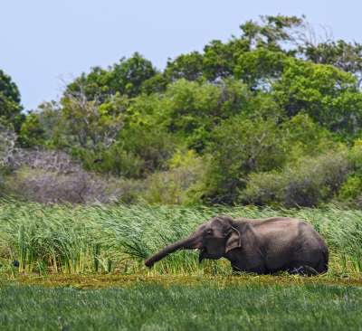 voyage Sri Lanka