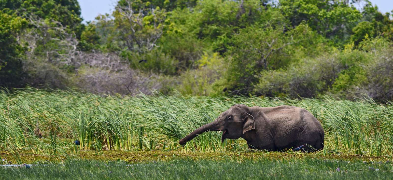 Voyage avec des animaux : Le Sri Lanka en écolodge