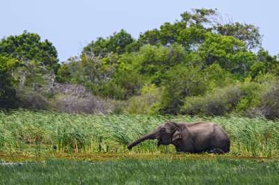 voyage Le Sri Lanka en écolodge