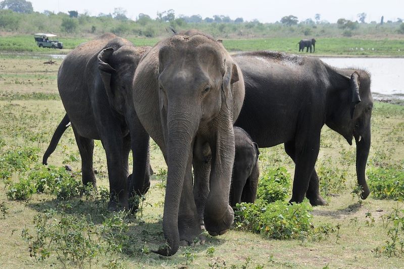 Parc national d'Udawalawe - Sri Lanka