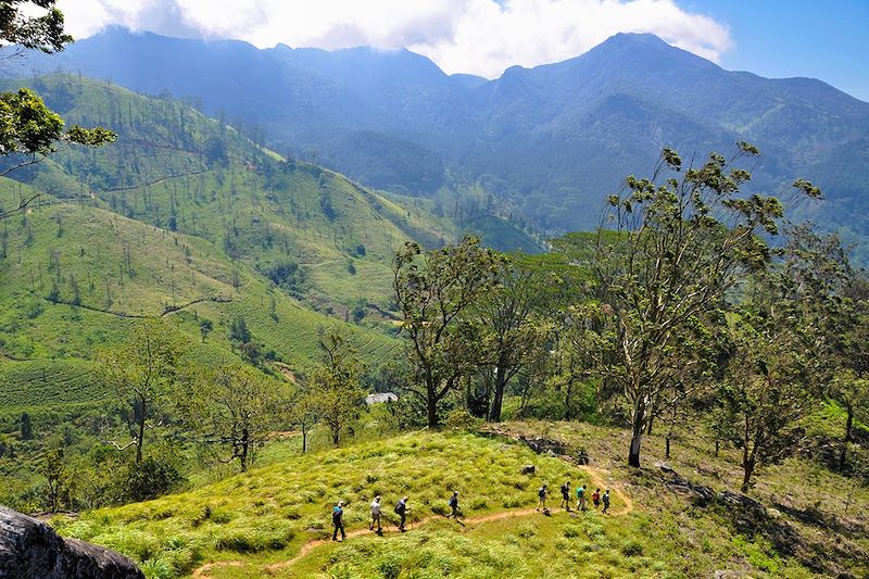 Randonnée dans les Knuckles Range - District de Kandy - Sri Lanka