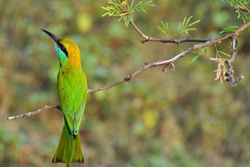 Guêpier d'Orient au parc national d'Uda Walawe - Province de Sabaragamuwa - Sri Lanka