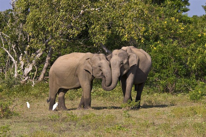 Eléphants d'Asie - Sri Lanka