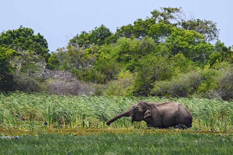 Éléphant du Sri Lanka