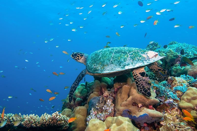 Tortue de mer - Embudu Village - Maldives