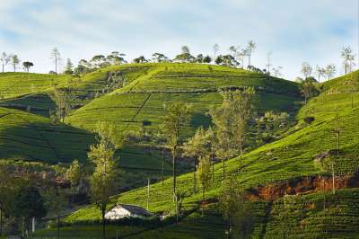 voyage Sri Lanka