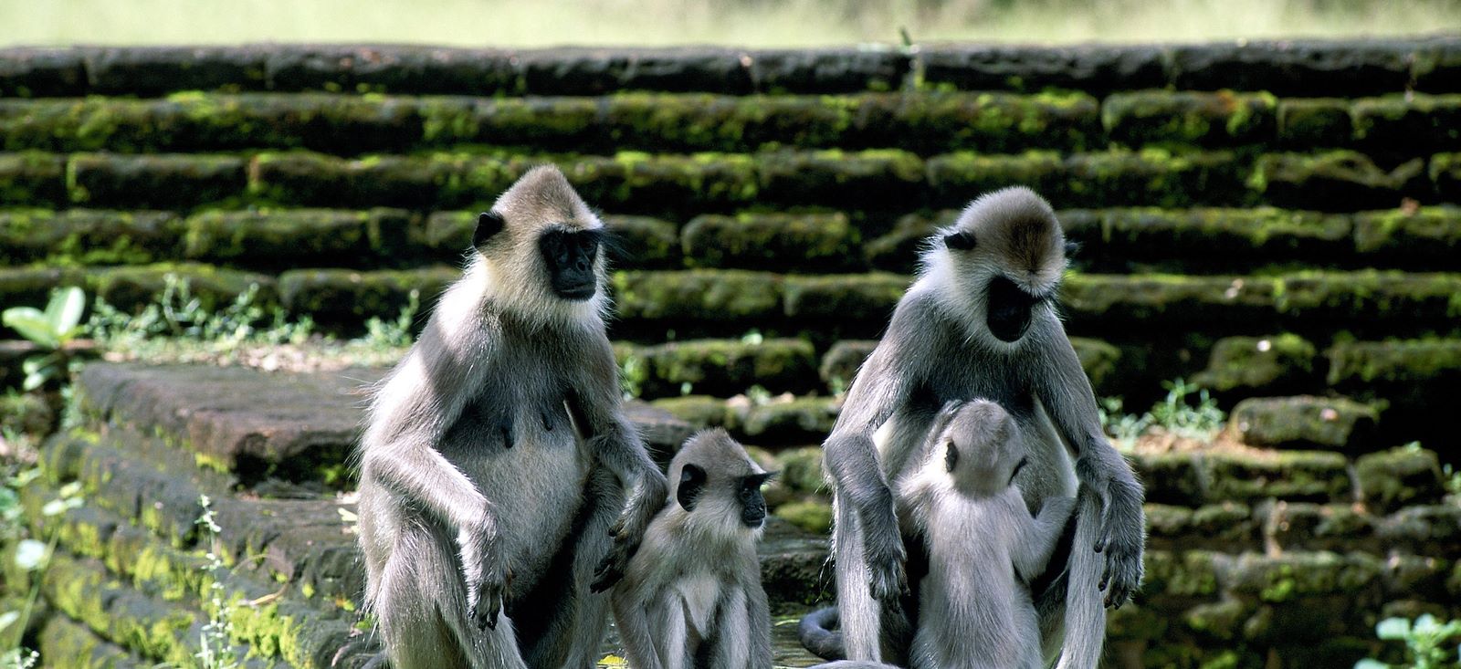 Image En selle à Ceylan ! Le Sri Lanka en E.VTC