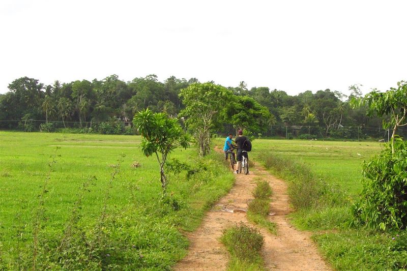 La campagne autour de Galle à vélo - Galle - District de Galle - Sri Lanka