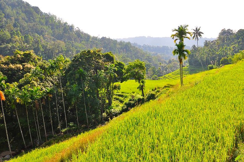 Knuckles Range - District de Kandy - Sri Lanka