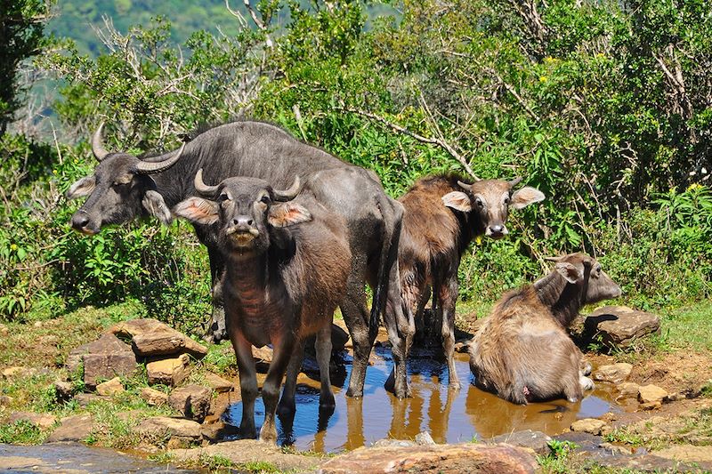 Knuckles Range - District de Kandy - Sri Lanka