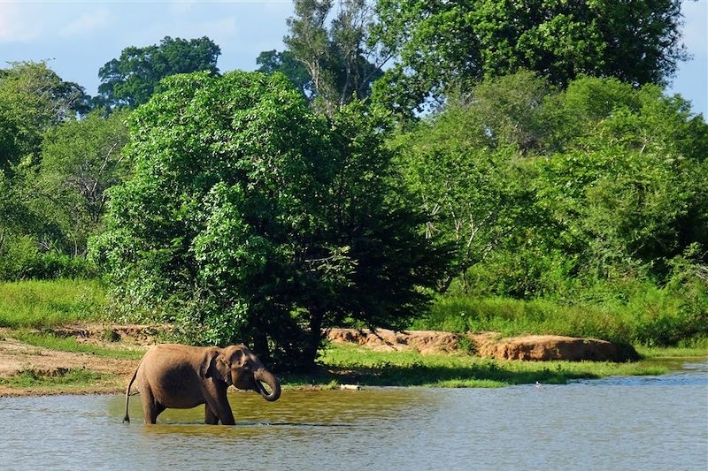 Parc national d'Uda Walawe - Province d'Uva - Sri Lanka