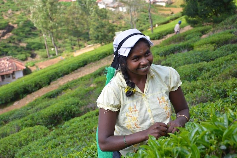 Récolte du thé - Sri Lanka