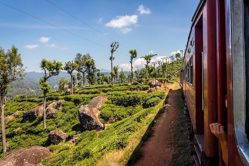 Un train dans la nature - Sri Lanka