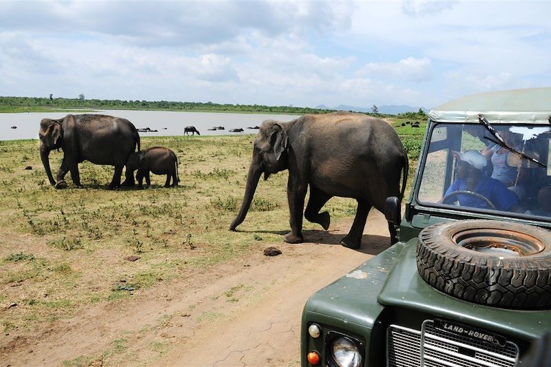 Parc national d'Udawalawe - Sri Lanka