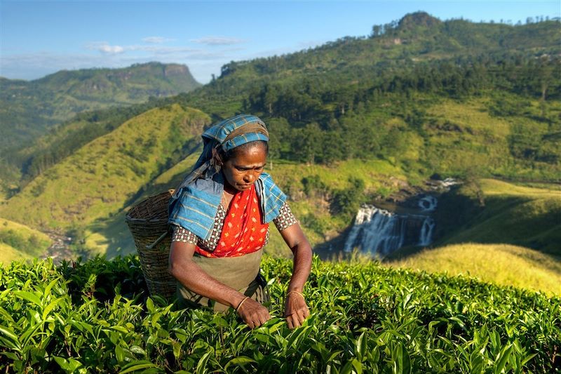 Un été au Sri Lanka