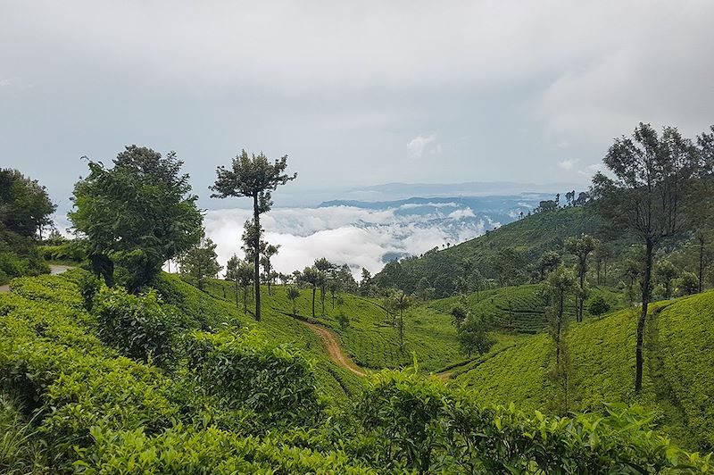 Plantations de thé à Haputale - Sri Lanka