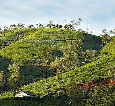 voyage Sri Lanka